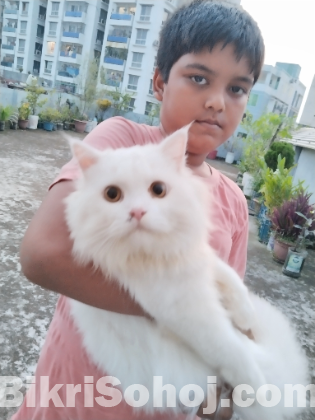 Persian Cat Adult Male